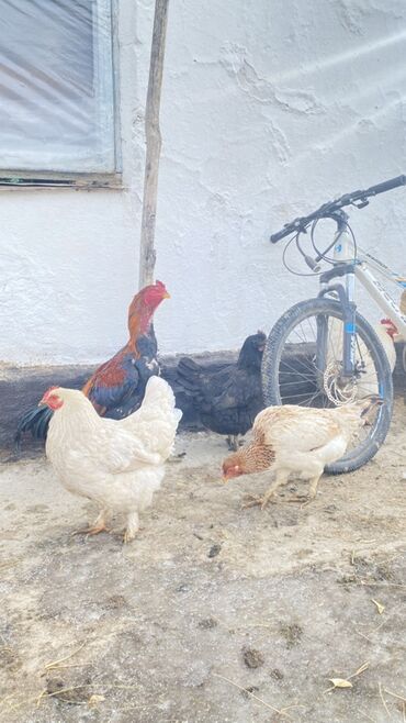 Куры, петухи: Продаю | Петух | Для разведения — 8