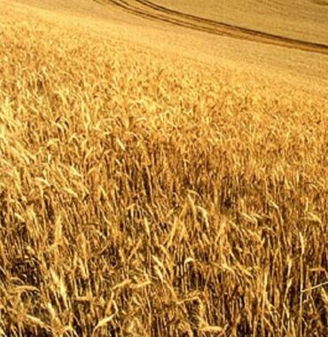 Torpaq sahələrinin satışı: Kənd təsərrüfatı -da lalafo.az — 2 Torpaq sahələrinin satışı: Kənd təsərrüfatı — 2