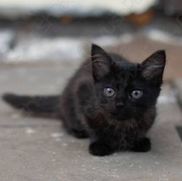 котята шотландский: 4 - и девочки, и мальчики. Маленькие черные котята оказались в гараже