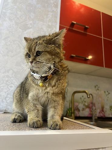японская кошка: Скотиш Страйт (Шотландская прямоухая), 7 месяцев, Девочка, Золотая шиншилла, С прививками, Приучена к лотку, С документами — 3