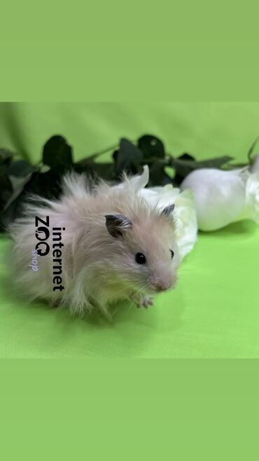 Хомяки: Продаются хомячки джунгарские, сирийские, ангорские пушистые хомячки — 27