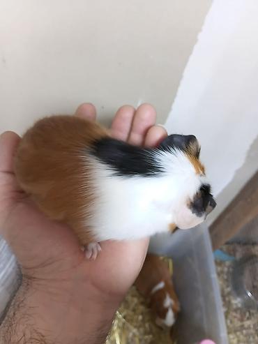 alman ovcarkası satılır: ] 🐹 Ən sakit və ən sübür Ginepiqlər artıq hazırdır! [  ] Evdə səs-küy — 2