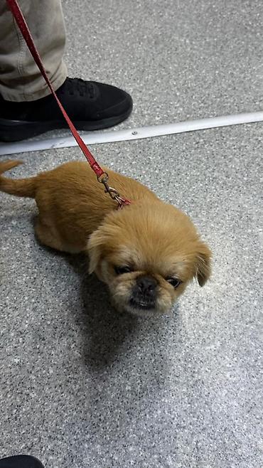 itlər xaski: Pekines — 1