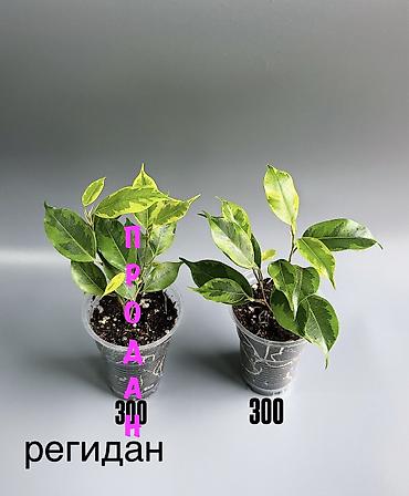 plant: 🌿 Любителям красивых фикусов посвящается! В продаже молодые сортовые — 2
