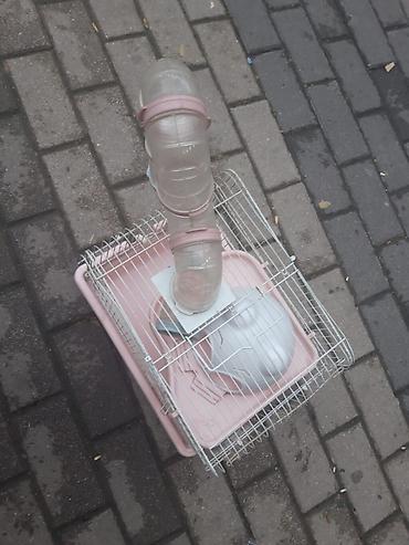 Tutuquşları: Bala Valnisti 9azn Boş qəfəs 9azn 1 bala quş +Qəfəs +Suqabı+Yemqabı — 23