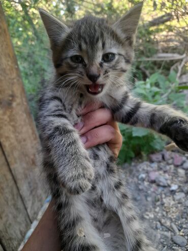 Отдам даром кошку: 1 месяц, Девочка