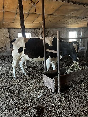 kanada sortu hinduska: Süni cinsli, qara-ağ alacalı inək satılır. Ferma şəraitində — 6