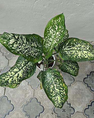 cilədağı bitkisi: Otaq bitkiləri dəsti – ağ saksılarda - Syngonium (ok yarpaqlı — 10
