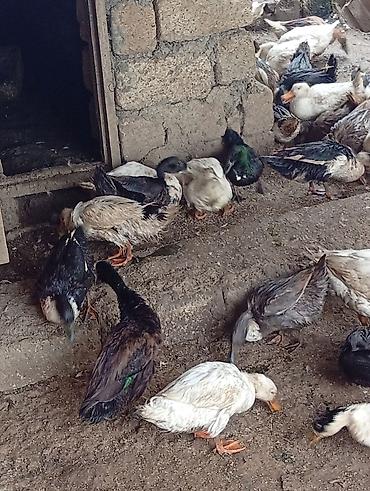 lal ordəklərin satışı: Her sort ordeylermiz satışı ve yumrta satsi varmzdr — 9