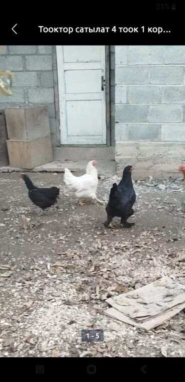 Куры, петухи: Продаю | Куры, Петух | Домашняя | На забой, Для разведения, Несушки — 12