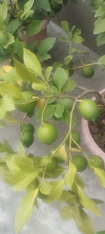 aci bibər: Saksıda ətirli limon ağacı (Citrus limon) – bol çiçəklidir. Məhsul — 10