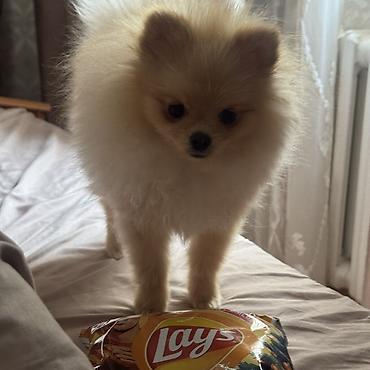 Продажа собак: Шпиц, 7 месяцев, Самка, С прививкой — 15