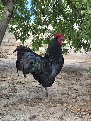 beca xoruz: Xoruz, il: 1 — 1