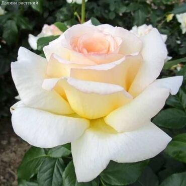 Садовые цветы и кустарники: Саженцы цветка: Розы — 6