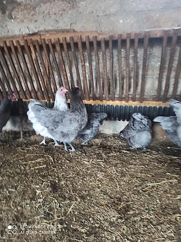atlar: Toyuq, Australorp, Damazlıq, Ünvandan götürmə, Ödənişli çatdırılma — 5