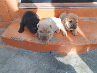 Продажа собак: Щенки шарпея - Порода: шарпей, классические «морщинки», плотная — 9