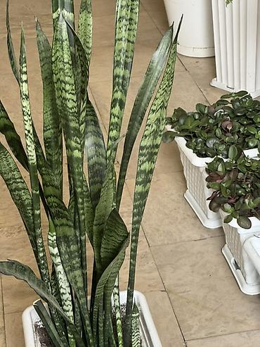 torf satilir: Bitki satışı – Sansevieria (Qaynanadili), sukkulentlər və kaktuslar — 1