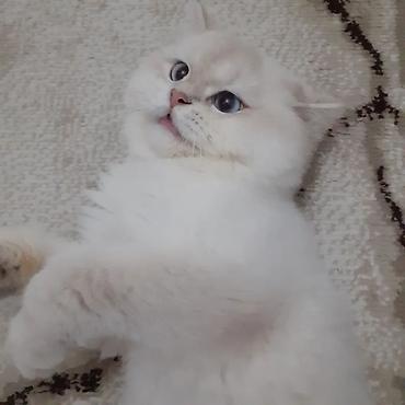 Qızıl şinşilla, Erkək, Cütləşmə üçün lalafo.az -da Qızıl şinşilla, Erkək, Cütləşmə üçün