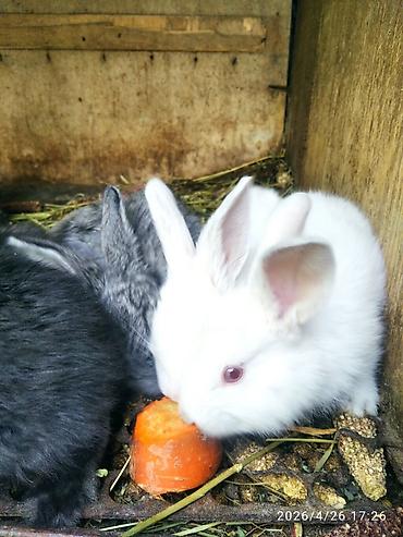 Кролики: Продаю | Крольчата — 1