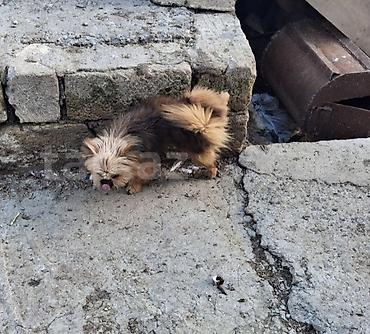 it sekli: Bolonka, 11 ay — 5