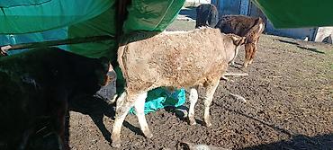 Коровы, быки: Продаю | Бык (самец) | Полукровка | На откорм — 2