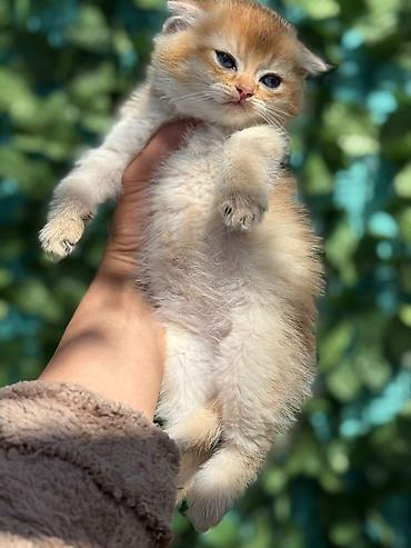 Pişiklər: Şotland — 8