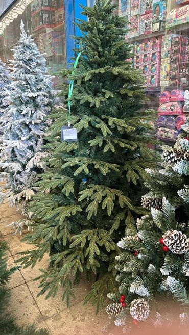 Otaq bitkiləri: YENI IL YOLKALARI HƏR ÇÜR ÇEŞİDLƏR VAR kreditle tək şəxsiyyət