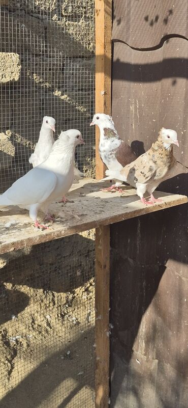 Göyərçinlər: Əvvəla salam. Təmiz qan iran miz kəkilləri satılır. 4düdə masallı — 7