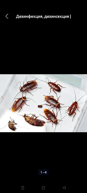 Дезинфекция, дезинсекция: Дезинфекция, дезинсекция, | Клопы, Блохи, Тараканы, | Транспорт, Офисы, Квартиры at lalafo.kg — 6 Дезинфекция, дезинсекция: Дезинфекция, дезинсекция, | Клопы, Блохи, Тараканы, | Транспорт, Офисы, Квартиры — 6