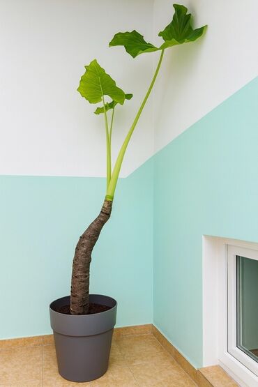 водоросли для аквариума купить: Комнатное растение с крупными листьями в напольном горшке -