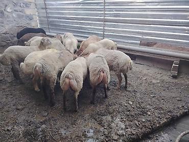 pişik yemi topdan: Salam təmiz Qurbanlıq 8 - 9 - aylıq ərkək quzulardır diri çəki satılır — 9