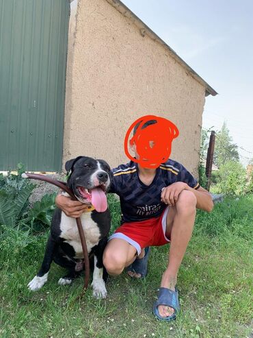 Другие с/х животные: Пидбуль 1,6 год не кусает Самец с привывкой