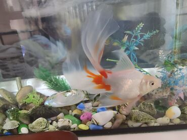 аквариум с рыбками: Продаю рыбку золотую вместе с аквариумом и фильтром+ корм