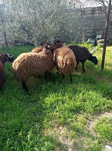 Mal-qara: Erkək, Qala, il: 1, 70 kq, Ətlik, Damazlıq, Ünvandan götürmə — 8
