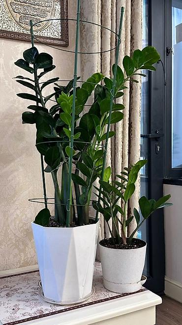 Замиокулькас (Долларовое дерево): Замиокулькас, также известный как долларовое дерево, представлен в — 1