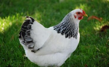 купить собаку в: Курица, Brama, Для яиц, Самовывоз, Платная доставка, Доставка в районы