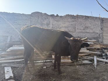 срочно продаю в связи с переездом: Сатам | Бука (эркек) | Аргын | Бордоп семиртүү үчүн