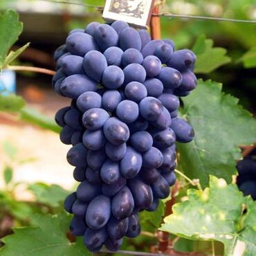 саженцы смородины в бишкеке: В продаже саженцы винограда, элитные сорта большие грозди, сладкие