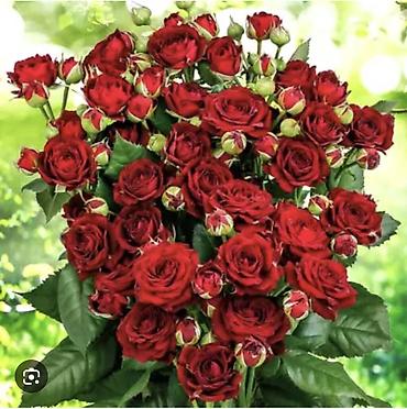 Роза: Саженцы — 25