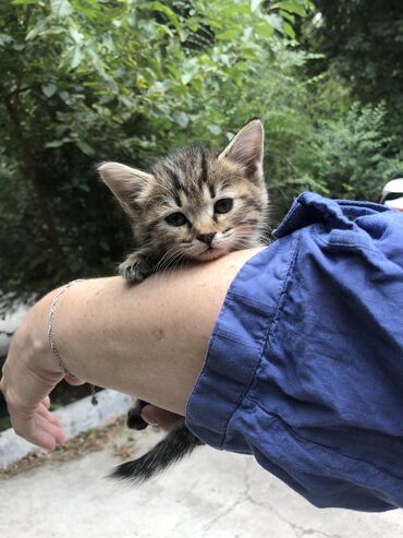 котята рэгдолл: Кошка даром: Беспородная, 2 месяца, Девочка, Приучена к лотку, Проглистована
