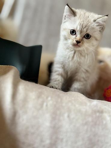 ragdoll: Dişi, Erkək, Yaxşı əllərə, Ödənişli çatdırılma, Ünvandan götürmə — 4