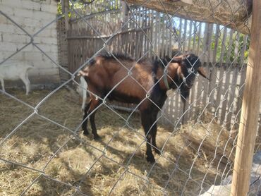 heyvanlara verilen adlar: Erkək, Alpine, il: 2, Damazlıq, Ünvandan götürmə