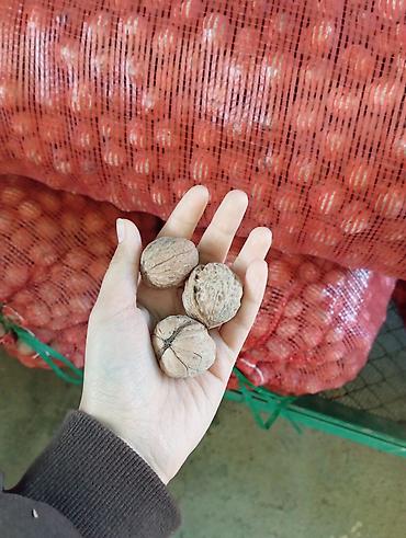 Грецкий орех, В скорлупе, Оптом at lalafo.kg Грецкий орех, В скорлупе, Оптом