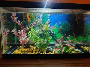 Akvariumlar: Təcili satılır köclə -da lalafo.az — 6 Akvariumlar: Təcili satılır köclə — 6