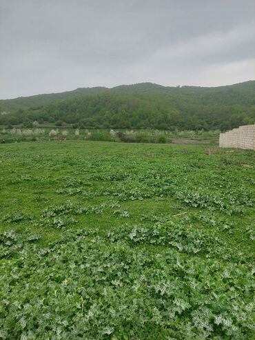 Torpaq sahələrinin satışı: 31 sot, Kənd təsərrüfatı, Kupça (Çıxarış) -da lalafo.az — 4 Torpaq sahələrinin satışı: 31 sot, Kənd təsərrüfatı, Kupça (Çıxarış) — 4