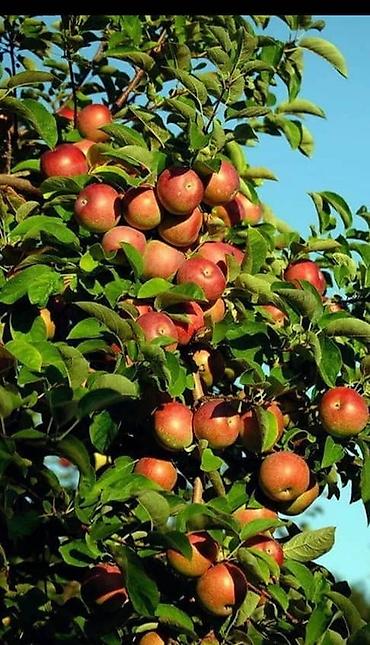 Спил деревьев, заготовка дров: Профессиональная обрезка плодовых деревьев и кустарников - — 7