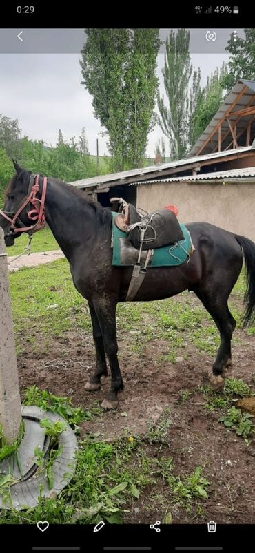 животные лошадь: Продаю | Жеребец | Полукровка | Конный спорт | Племенные