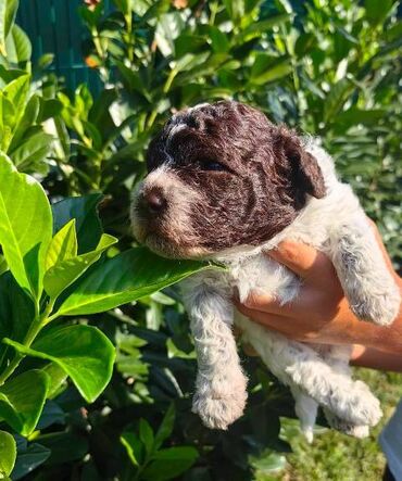 Psi: Lagotto Romagnolo štenci Odgajivačnica "Bellgotto" 7522 sa — 4