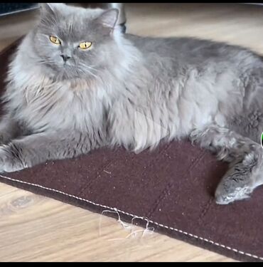 отдам собаку в хорошие руки: Britan, Dişi, Yaxşı əllərə, Ünvandan götürmə