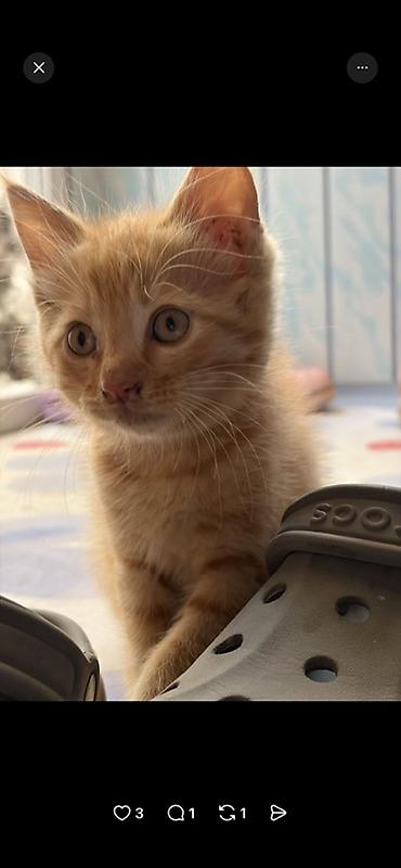Мышыктар: Дворовая кошка родила 2 котят. Им около 1,5 месяца кушают все что дают — 4